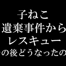 刑事告発 摘発 訴訟 Ngo Life Investigation Agency