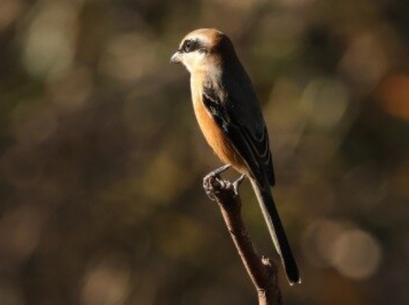 2026年10月28日の野鳥公園