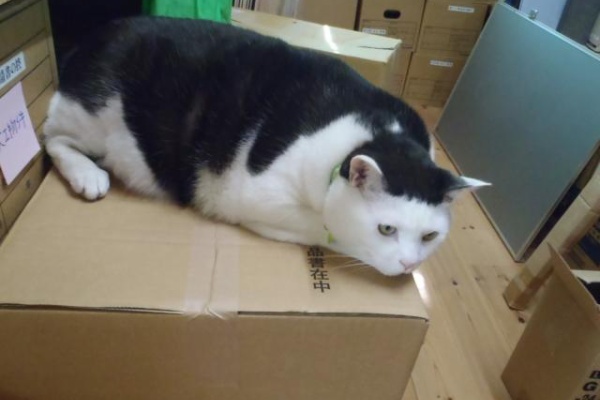 代表取締まられ役にゃん太郎 16年06月