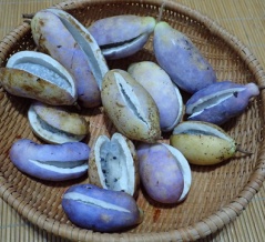 ☆★庭のアケビ、この秋は大豊作！