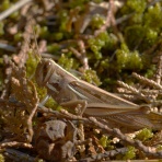 富士山トンボ池通信