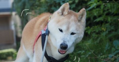 17歳、シニア犬貫太のお散歩事情