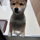 わんちゃん紹介!!!