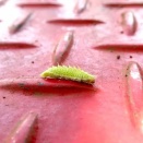 水色尾長蜆幼虫　下蝶風ゲッツ