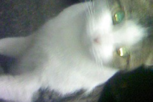 げーらぼと愉快な仲間達 仮 表版 うひゃあ