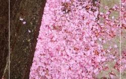 『桜の花道🌸🌸』の画像
