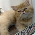 当店イチ押し猫ちゃん✨