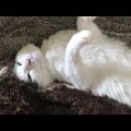 足シャワーが苦手な猫、洗われる“覚悟ができたポーズ”に「アジフライみたい」「バレリーナ」と反響