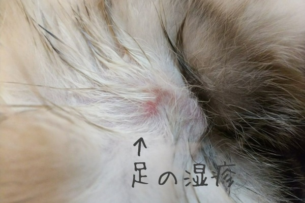 初めて猫を飼い始めましてu2026 - アレルギー(好酸球性肉芽腫)