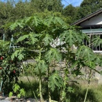 Ｙｕｋｋｉ の HAVE A NICE TRIP