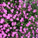 シレネ・ピンクパンサー