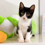 『【子猫】みかんちゃん 里親募集中です』の画像