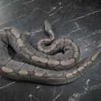 ペットショップふじやのブログ