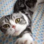 猫だらけ