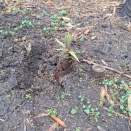 タケノコ、出勤し始めました