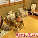 ガオだらけな日々　