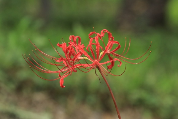 とりこのつぶろぐ 年09月