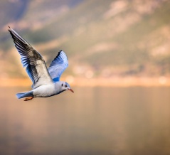 【減量】私のマンジャロ日記（9）食から解放される幸福感