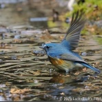 LuckyBookの野鳥不定期日記３＜備忘録＞