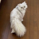 長久手市のRちゃん