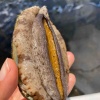 【ビッグアイランド コナ アバロニ】養殖場の見学ツアー(試食付き)!【ハワイ島】