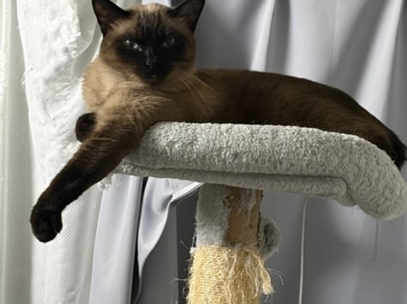 【朗報】ついに猫がワイのベッドで寝てくれる