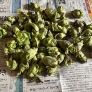 ボンレスハム状態でした😄いや・・笹団子かな