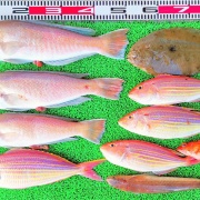 2026年2月15日　釣果