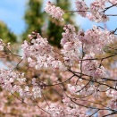 桜、ルリシジミ、カワセミ、オカヨシガモ