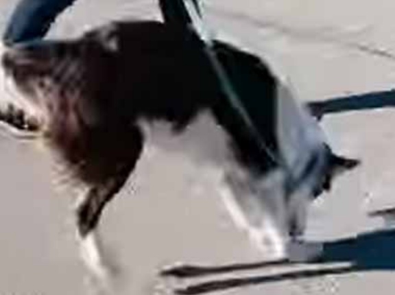 天気のいい日に犬と散歩していた。元気だなぁ♪ → 自分の影にこうなります…