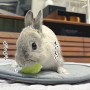 うさぎのルリ(2/22追記)