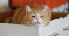 猫城の残り香。