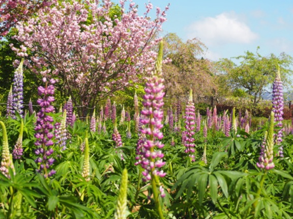 2026　藤、ルピナス咲いてます！「みやざき園」（大村市東大村）