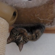 読者の皆様のおかげでブログ開設20年