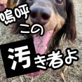 ああ哀しい。