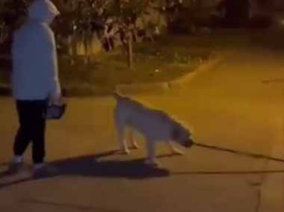 犬が散歩の途中で長い枝を見つけた。ゲーム、スタートです♪ → 飼い主とこうなります…