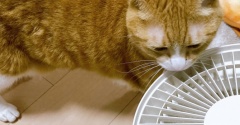 風を楽しむ猫。