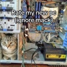 面白い猫のミーム。