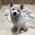 こんにちワン！！【366195 柴犬】