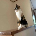 キャリコちゃんも階段の手すりに登ってます