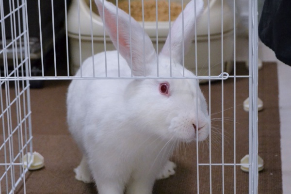 兎鳥庵 うさぎさんの里親募集 ジャパニーズホワイト里親募集