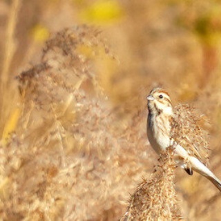 東京港野鳥公園　レンジャーブログ