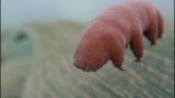 【神秘】クマムシ、量子もつれの状態へ…