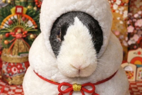 兎鳥庵（うさぎさんの里親募集）