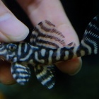 『9月23日(土)熱帯魚入荷情報②✨』の画像