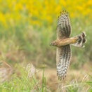 2025年10月15日の野鳥公園