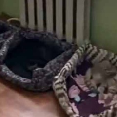 ネコ部屋にはたくさんの猫と子猫がいた。シーッ、みんなには内緒だよ♪ → １匹、ちょっと違います…