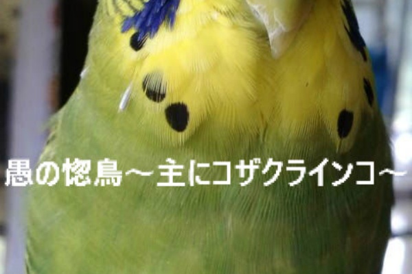 愚の惚鳥 主にコザクラインコ 愚の惚鳥 主にコザクラインコ