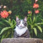 穏やかな日、猫との生活