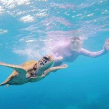 『海ガメさんと泳いできたよ』の画像